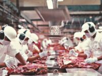 “Ossos do ofício”: trabalhando em carne viva