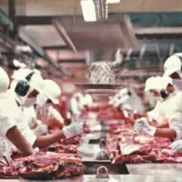 “Ossos do ofício”: trabalhando em carne viva